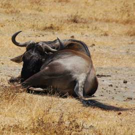 wildebeest